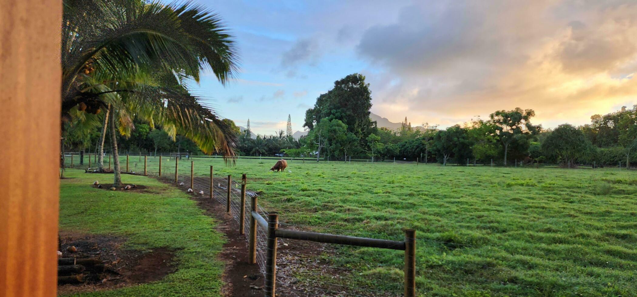 vieux ananas plantation dans Hawaii photo