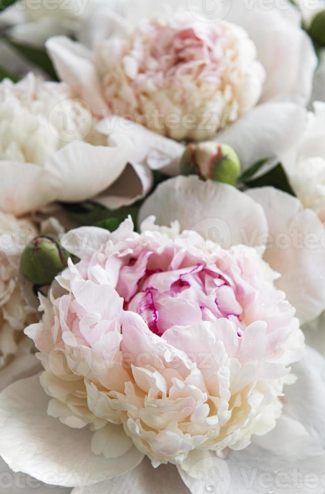 fleurs de pivoine comme fond naturel photo