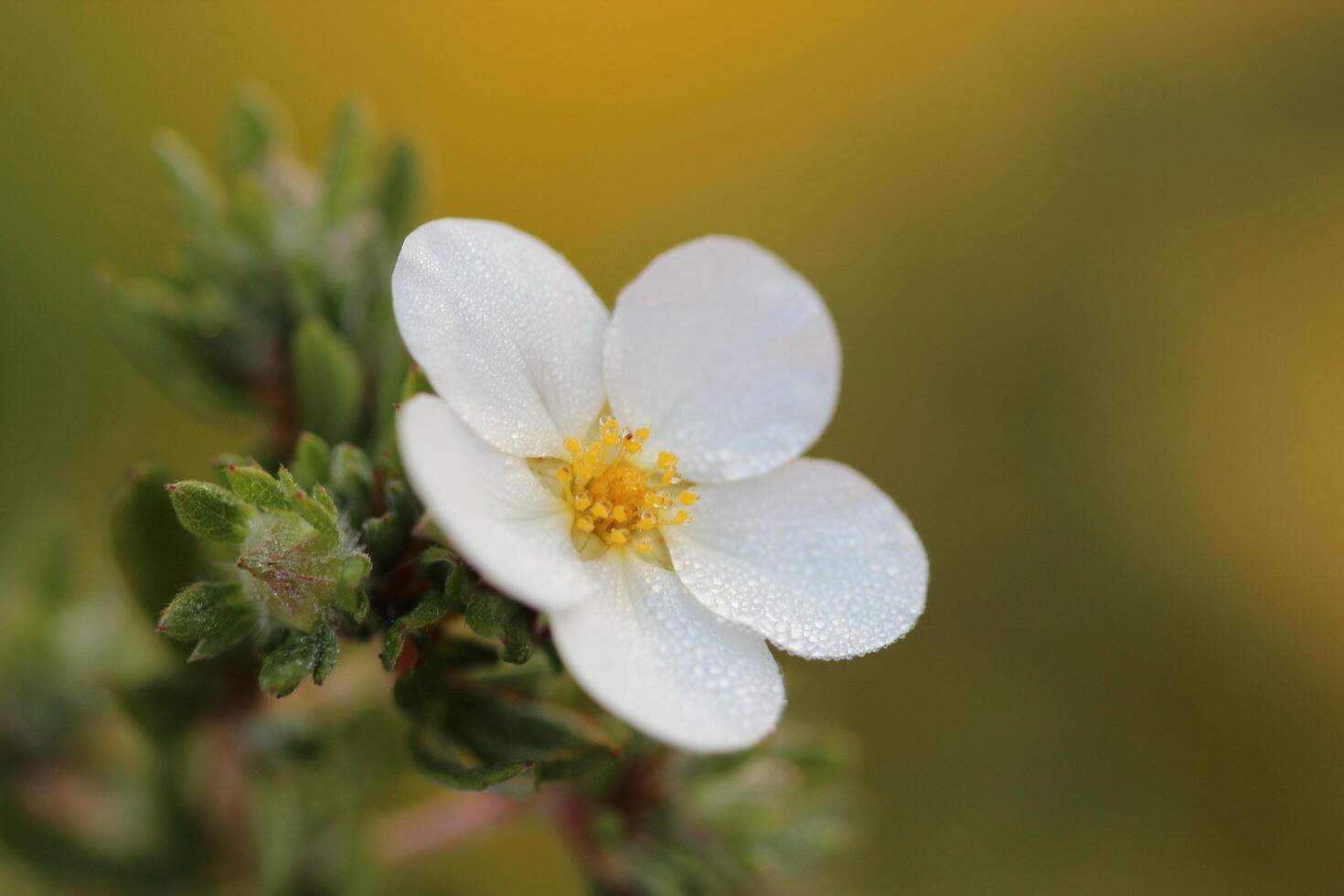 conception de fleurs créatives photo