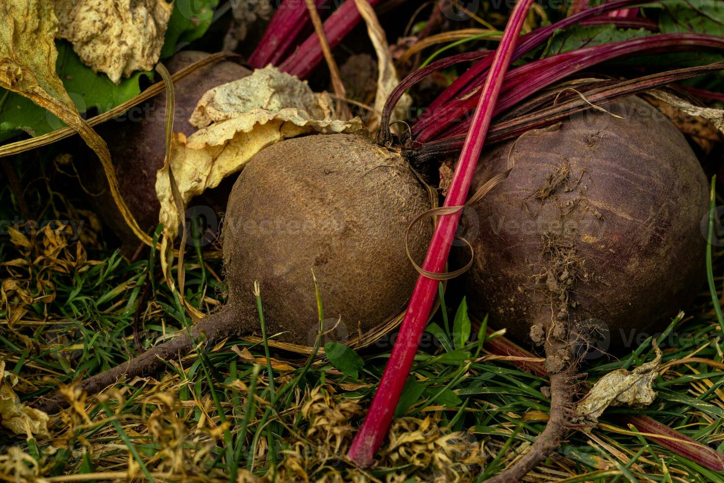 proche en haut racine légume rouge betteraves avec hauts. photo