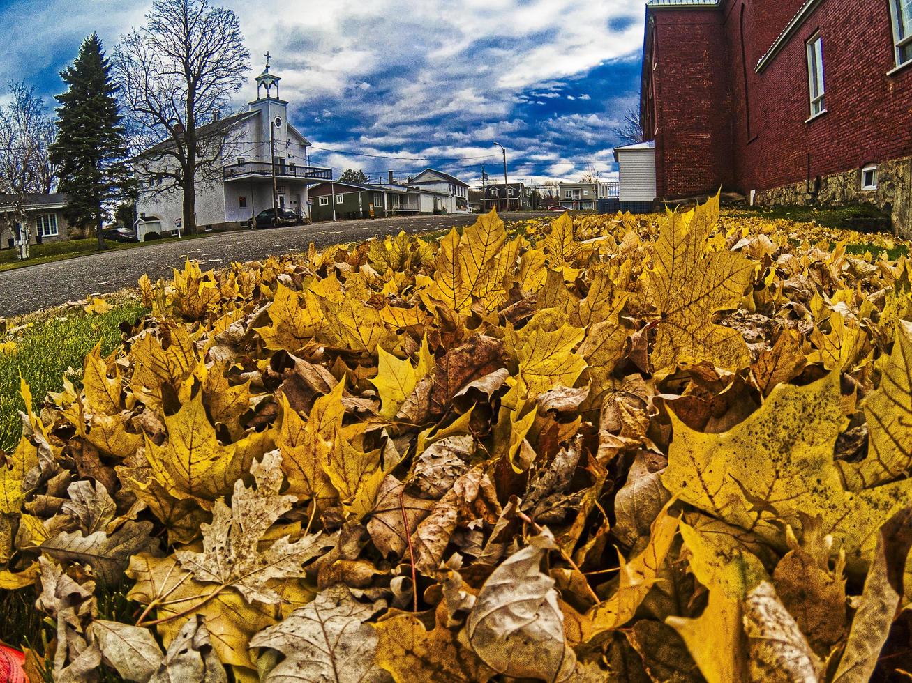 un tas de feuilles d'oranger. photo