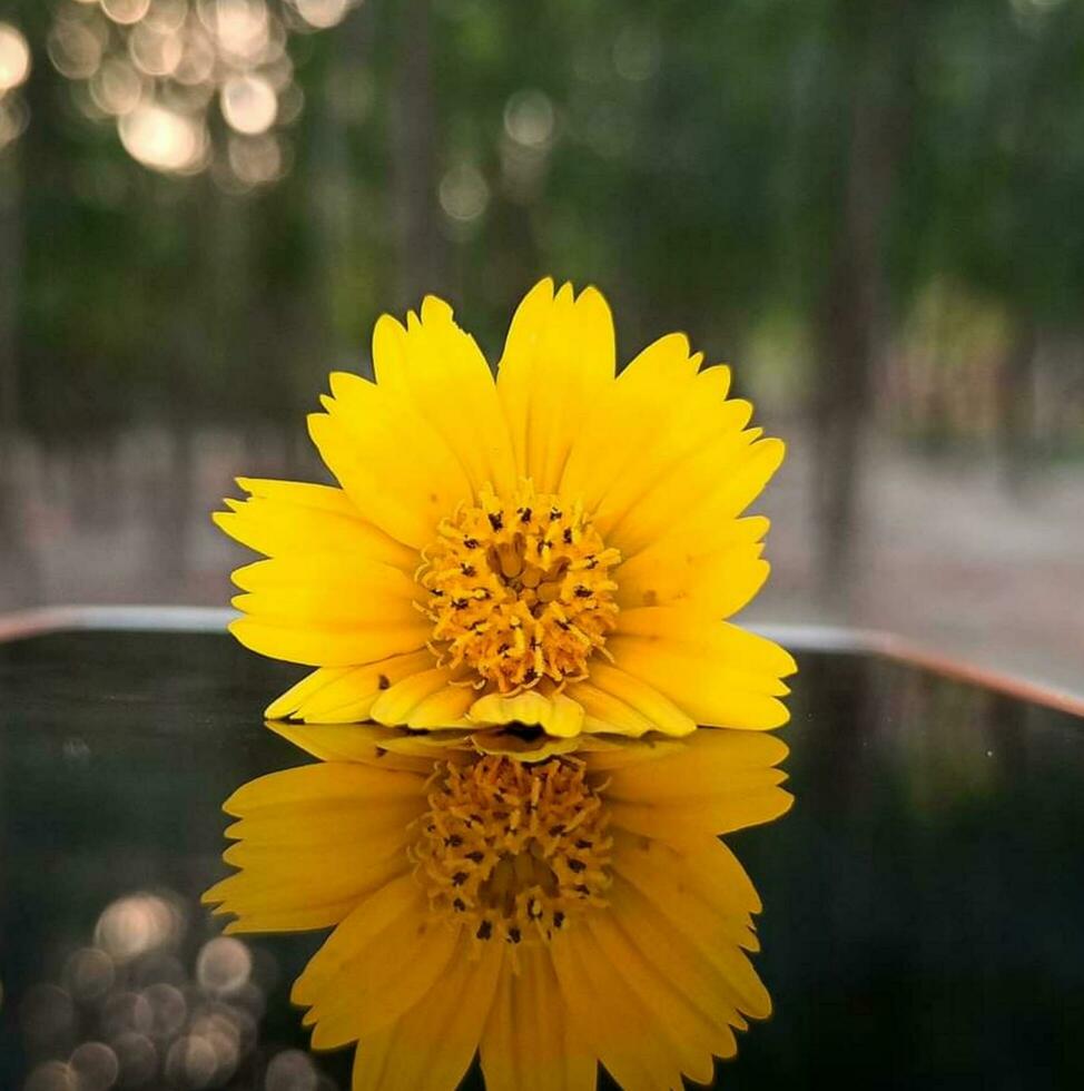 épanouissement fleur dans la nature photo