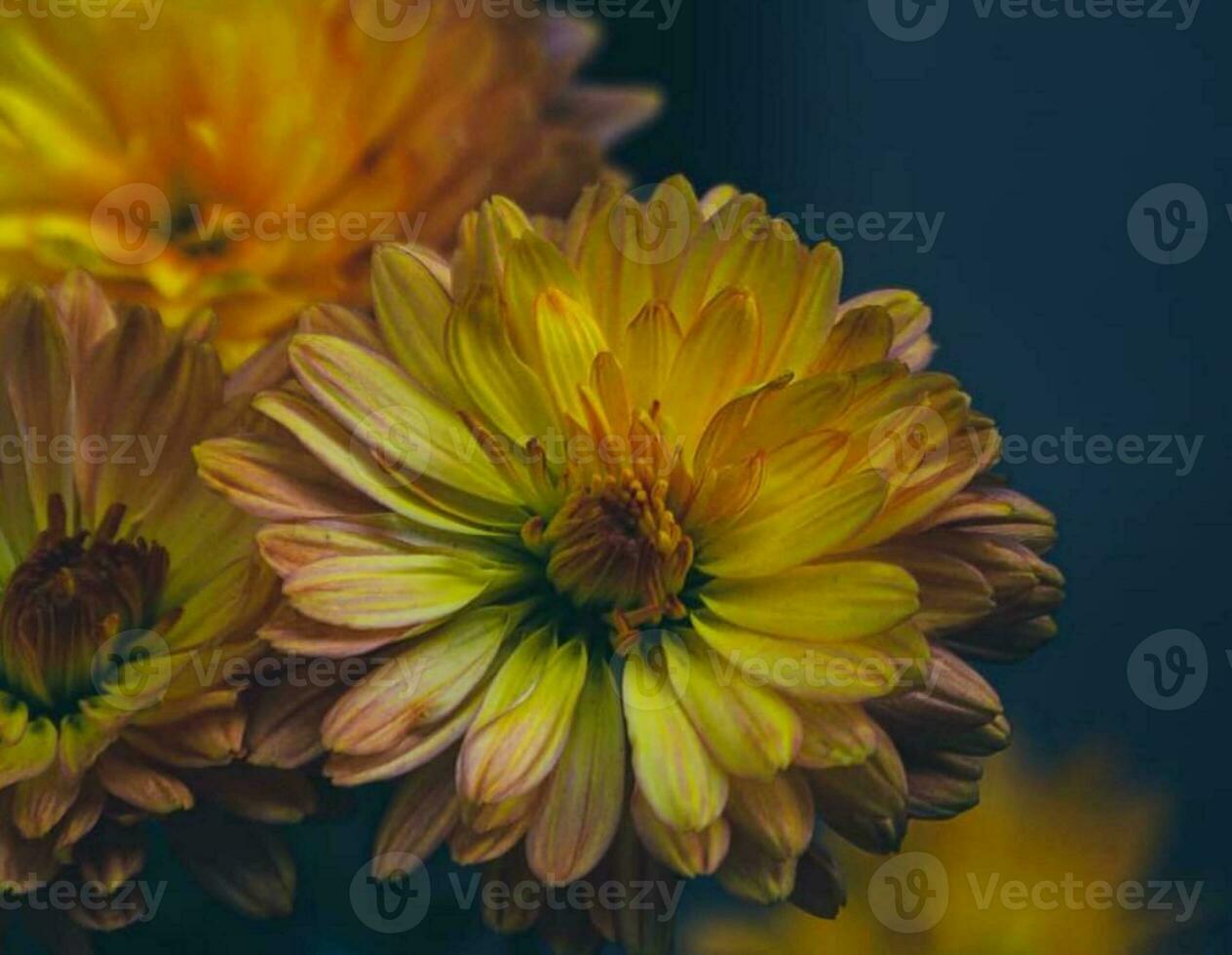 épanouissement fleur dans jardin photo