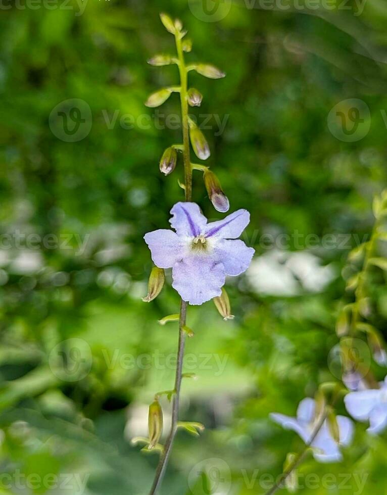 magnifique épanouissement fleur photo