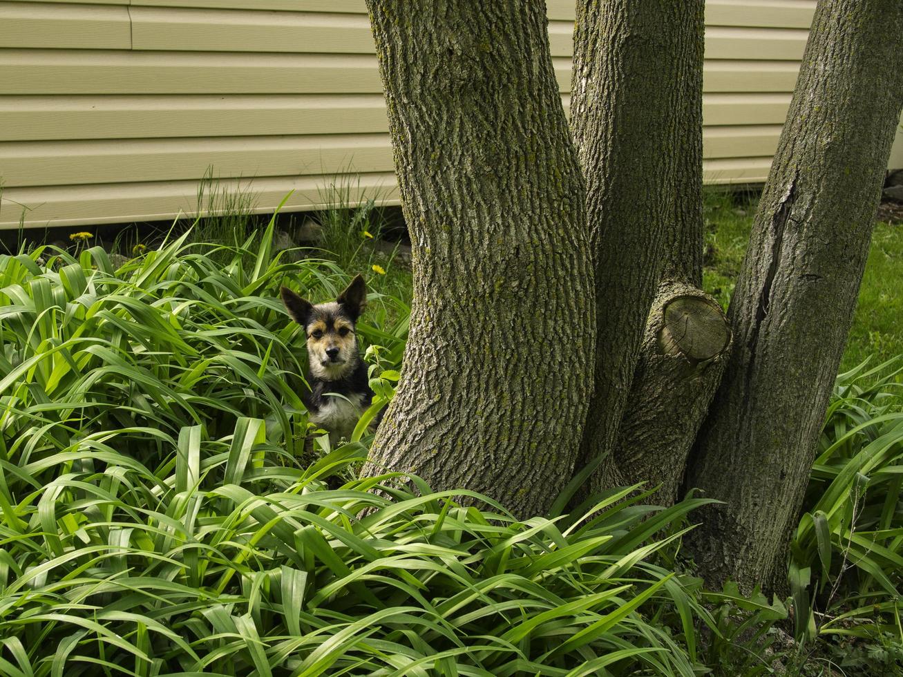 un animal dans le vert. photo