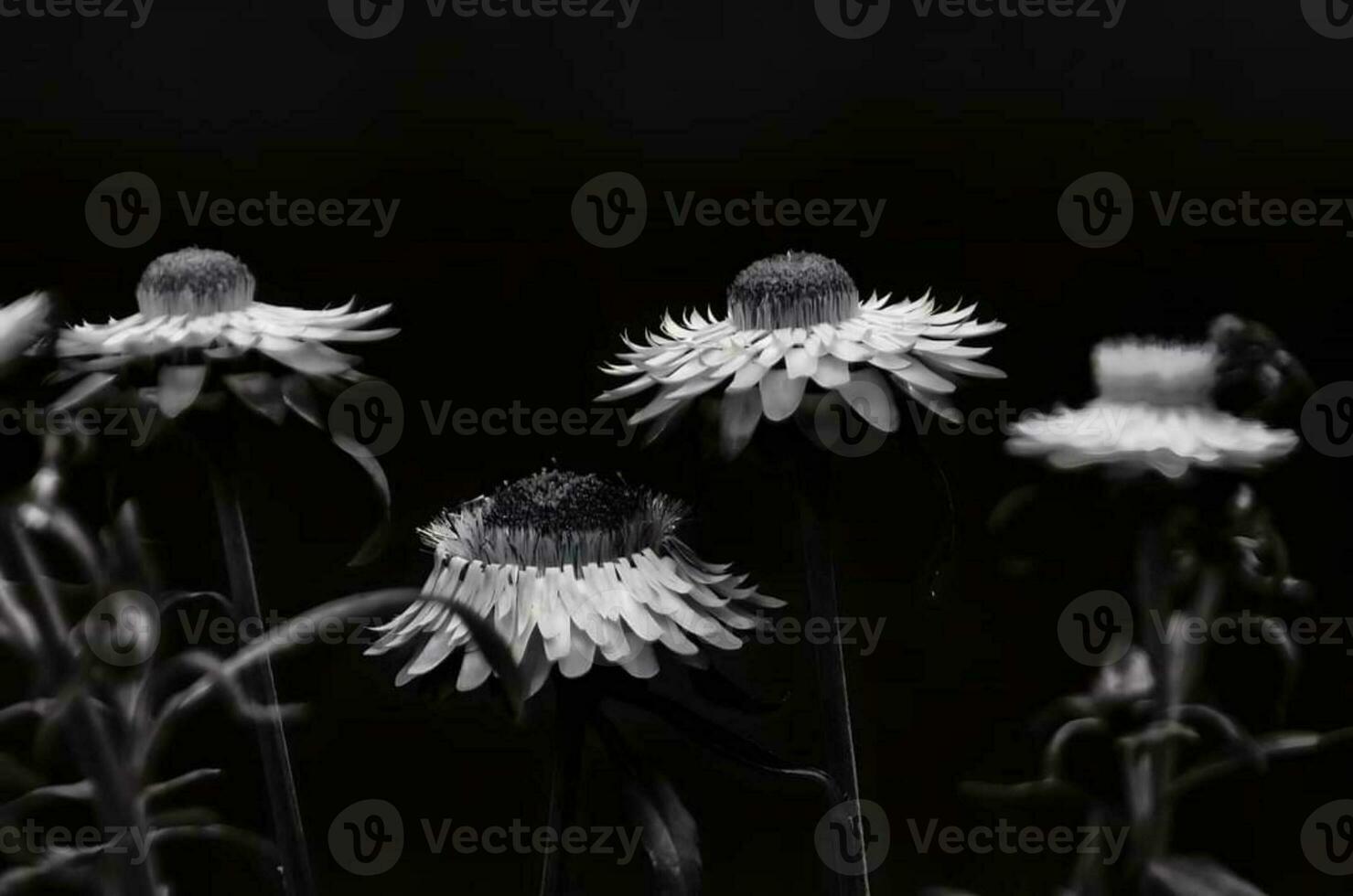 épanouissement fleur dans jardin photo