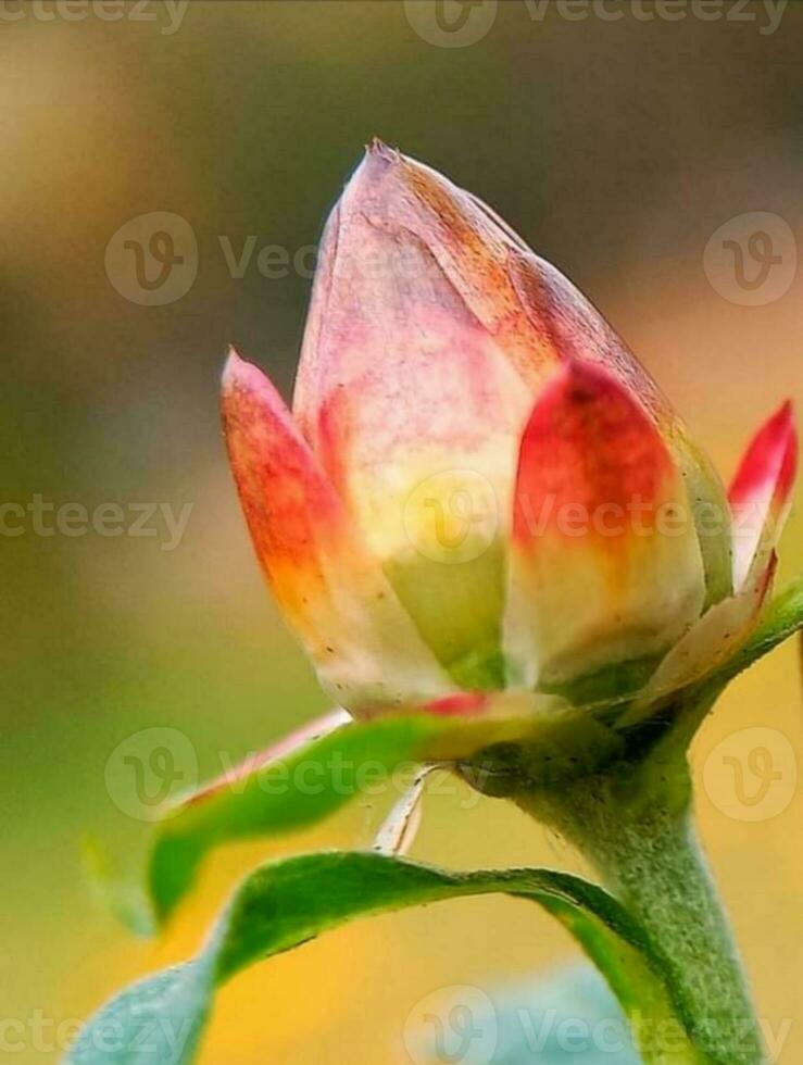 épanouissement fleur dans jardin photo