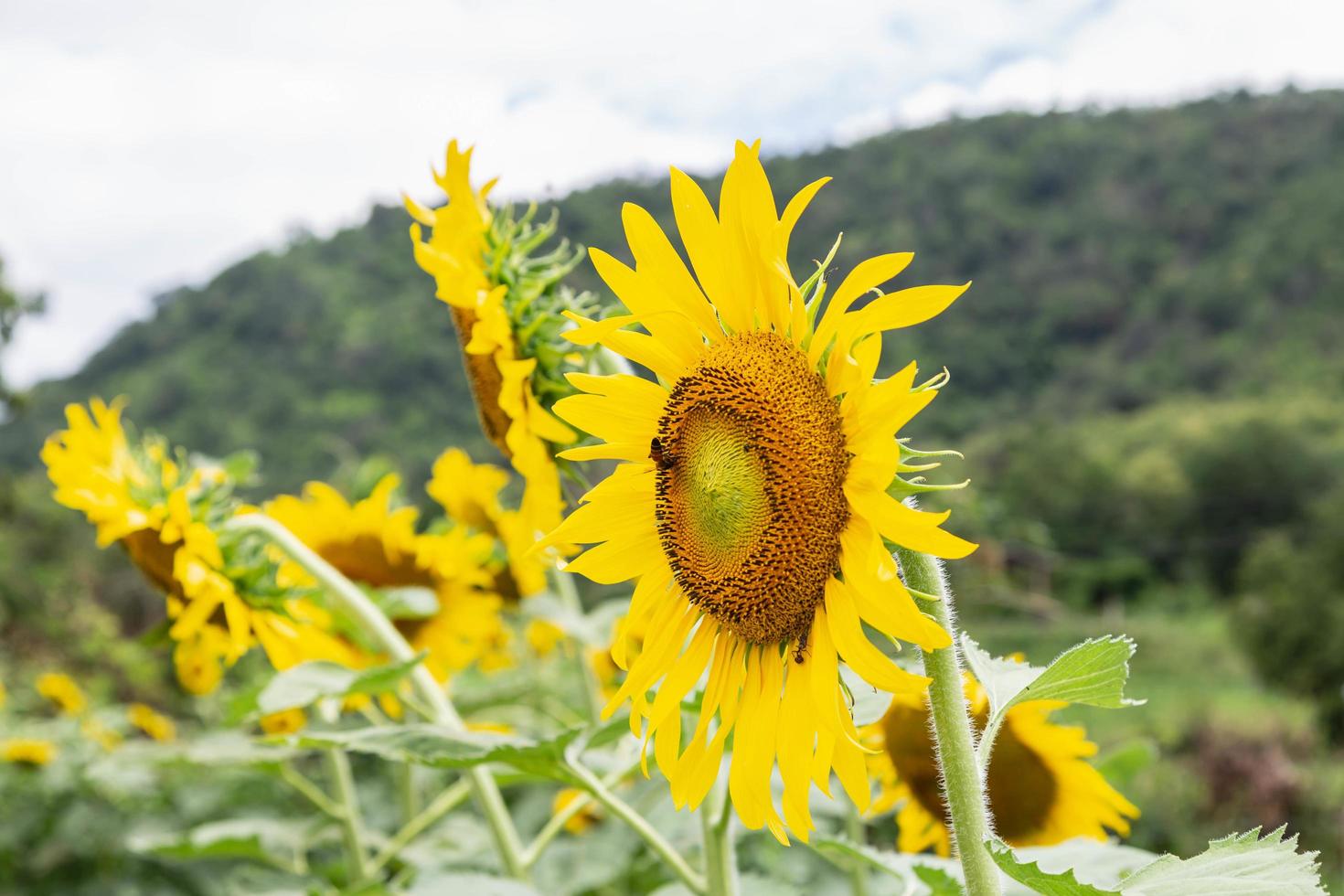 champ de tournesol et fond de tournesol photo