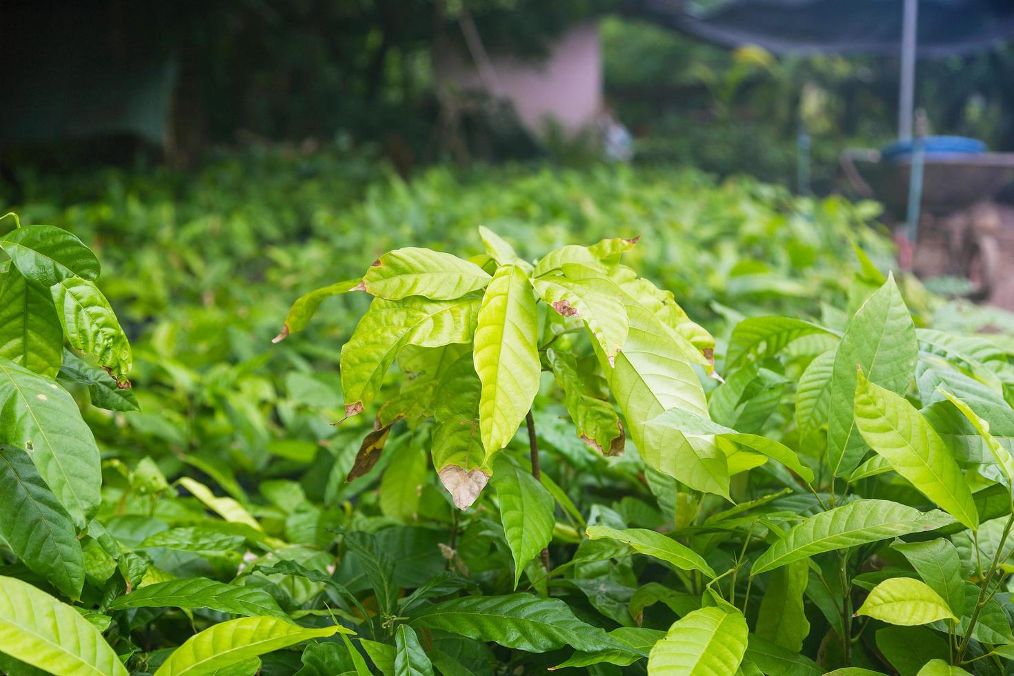 semis de cacaoyers en pépinière photo