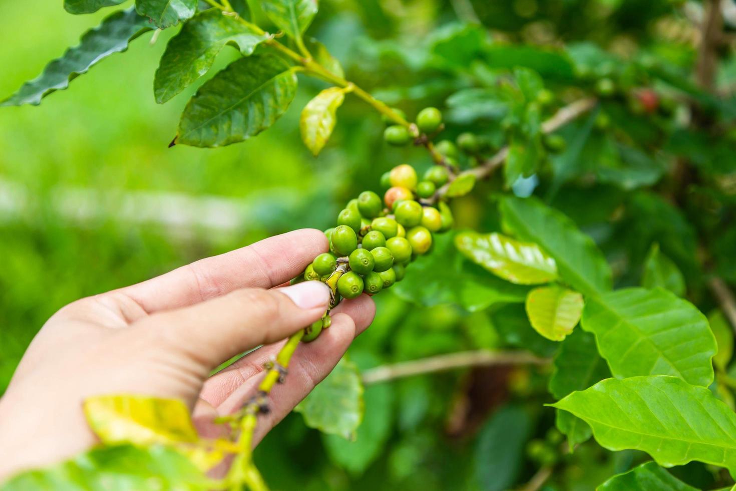 grains de café crus provenant de plants de café frais et crus photo