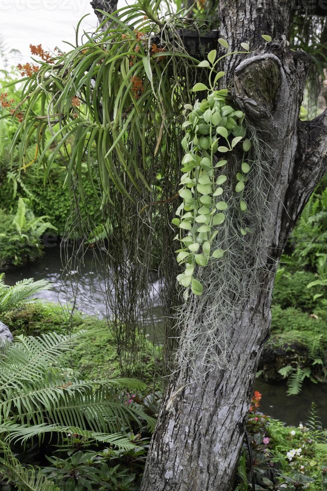 eau qui coule dans le jardin tropical extérieur, séquences vidéo photo