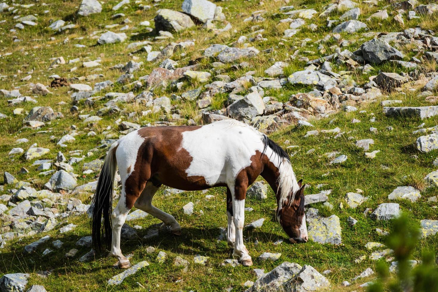 chevaux dans les montagnes photo