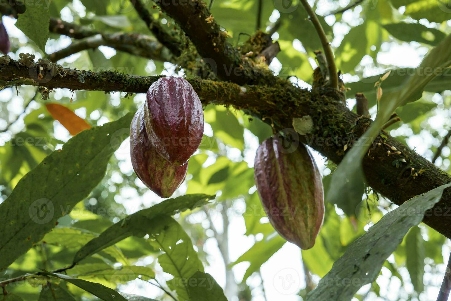 rouge cacao haricot sur le arbre dans costa rica photo