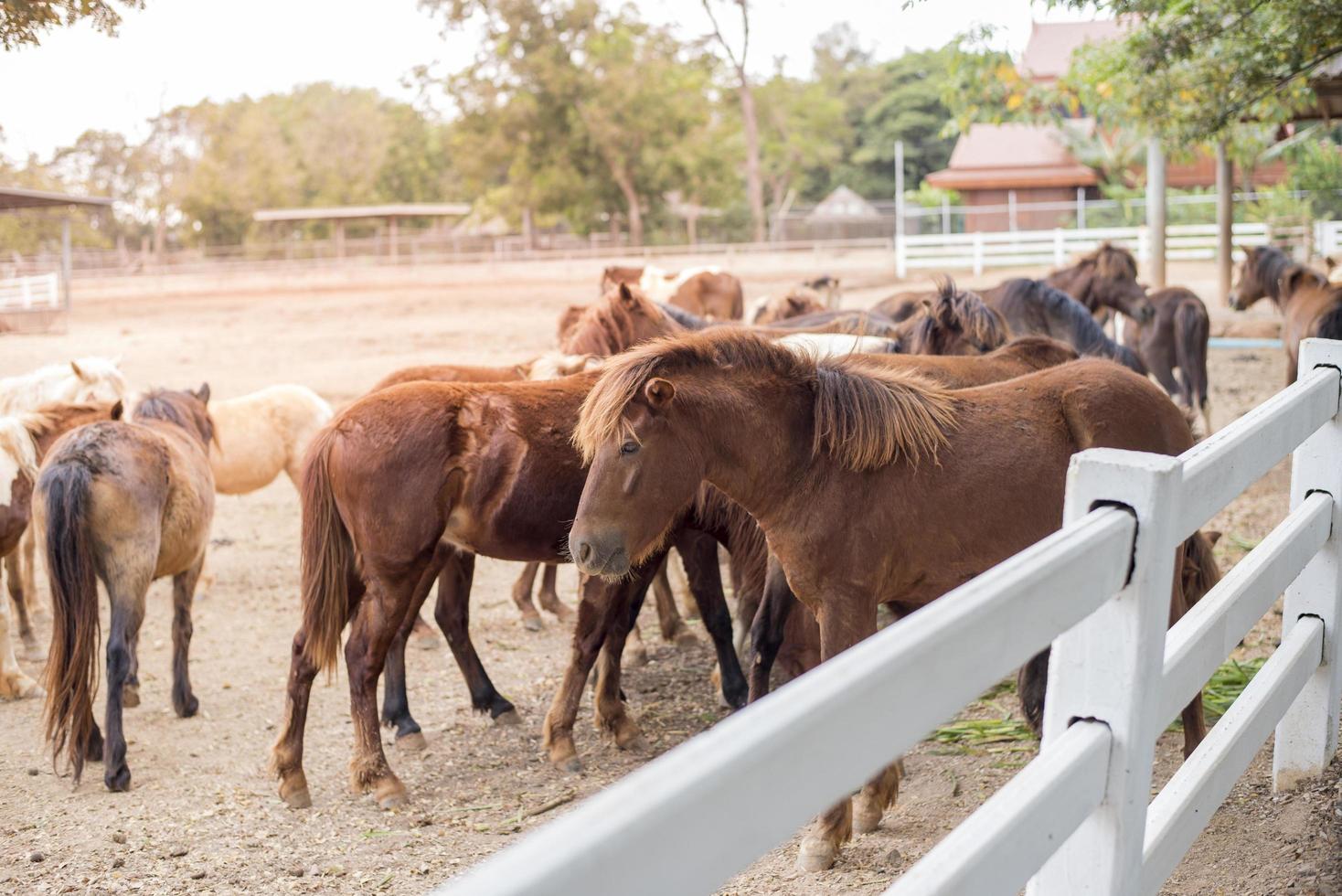 chevaux sur le terrain photo