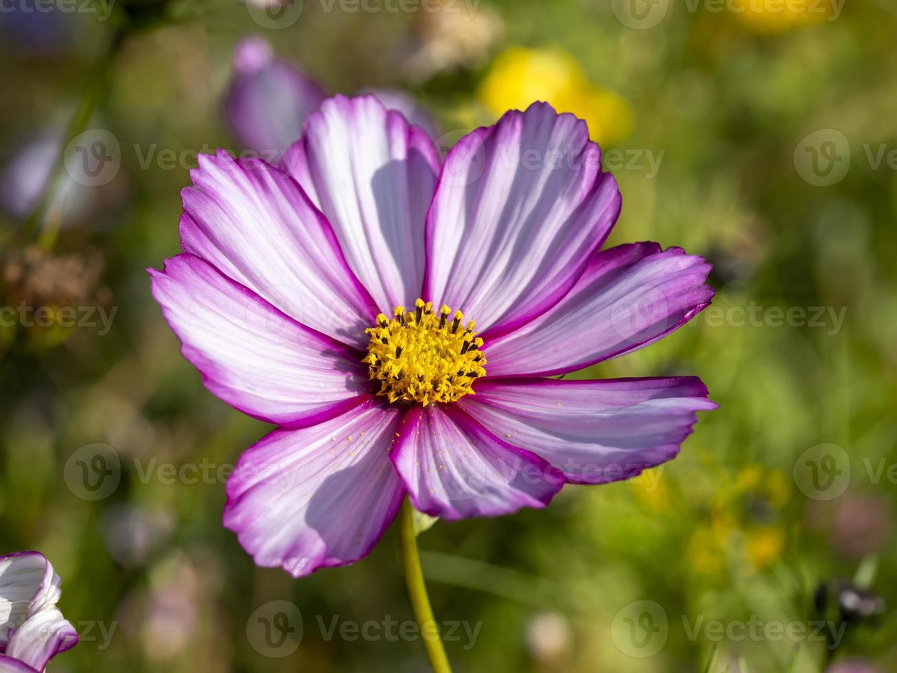 rose et blanc cosmos fleur variété candy stripe photo