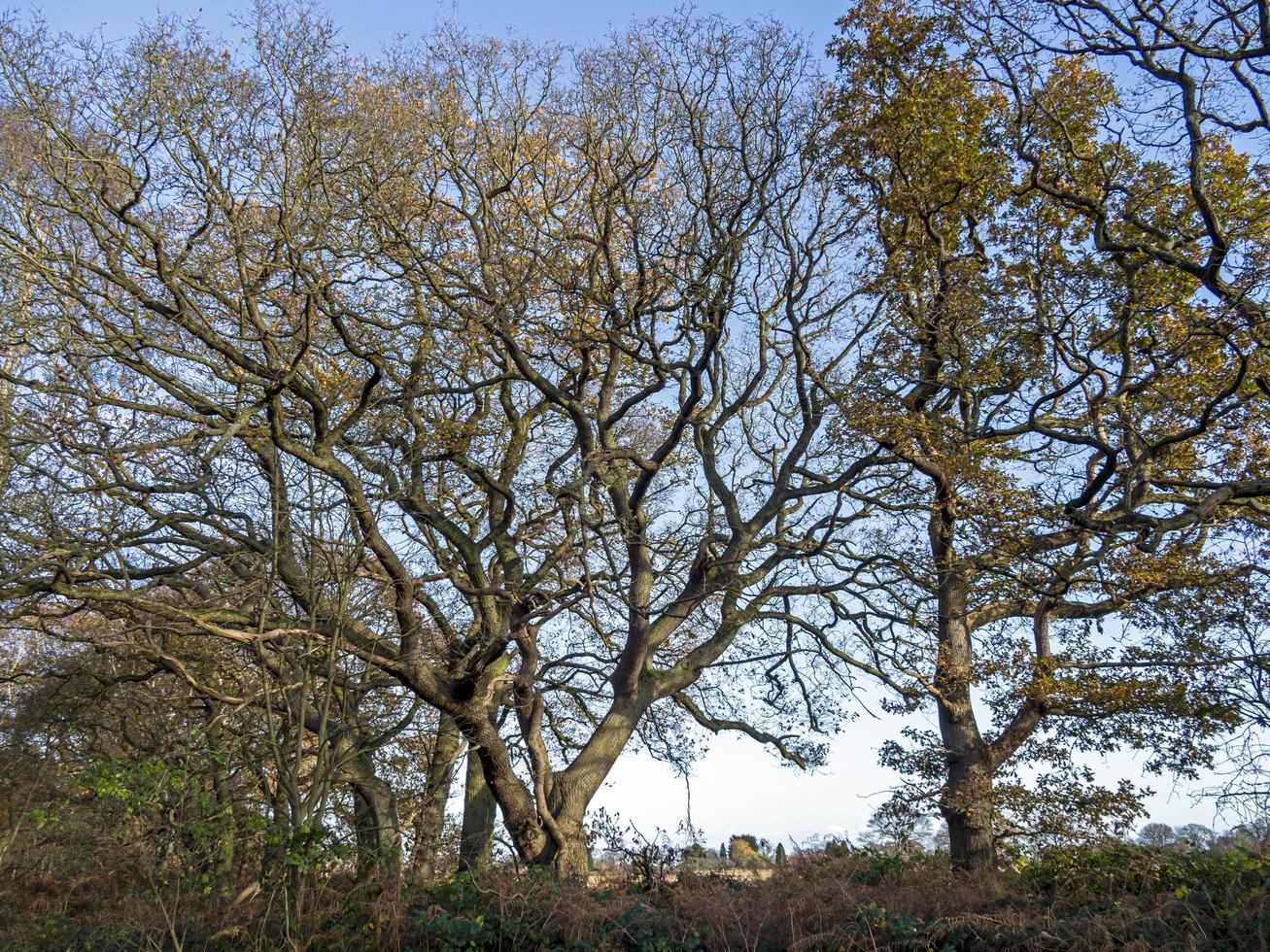 arbres avec des branches d'hiver nues contre un ciel bleu photo
