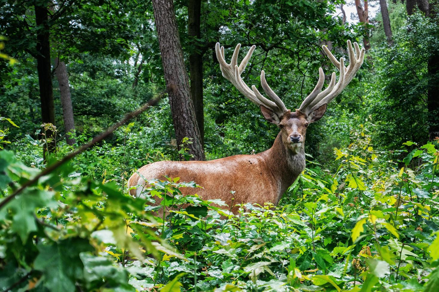 cerf dans la forêt photo