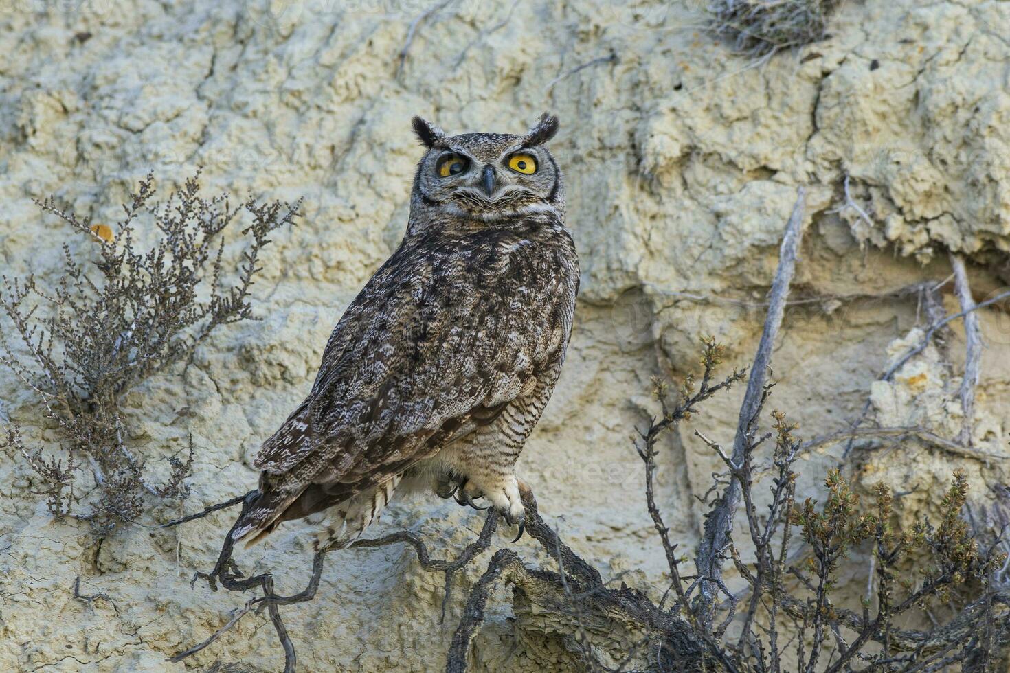 génial cornu hibou, bubon virginien nacurutu, péninsule valdés, patagonie, Argentine. photo