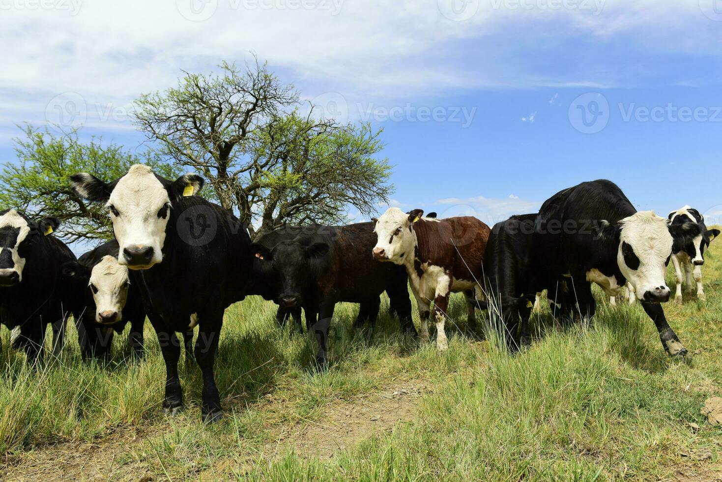 bouvillons nourris sur pâturage, la pampa, Argentine photo