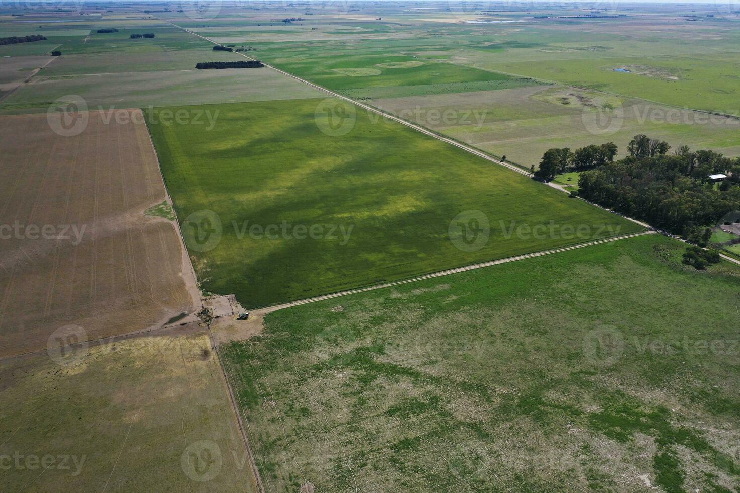 champ paysage avec Jaune fleurs, la pampa, Argentine photo