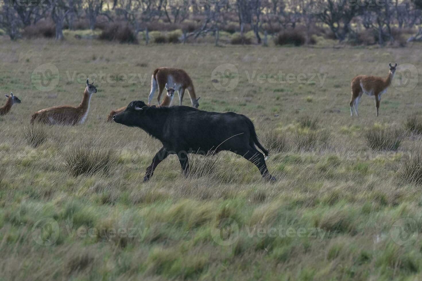 l'eau buffle, bubale bubale, espèce introduit dans Argentine, la la pampa province, patagonie. photo