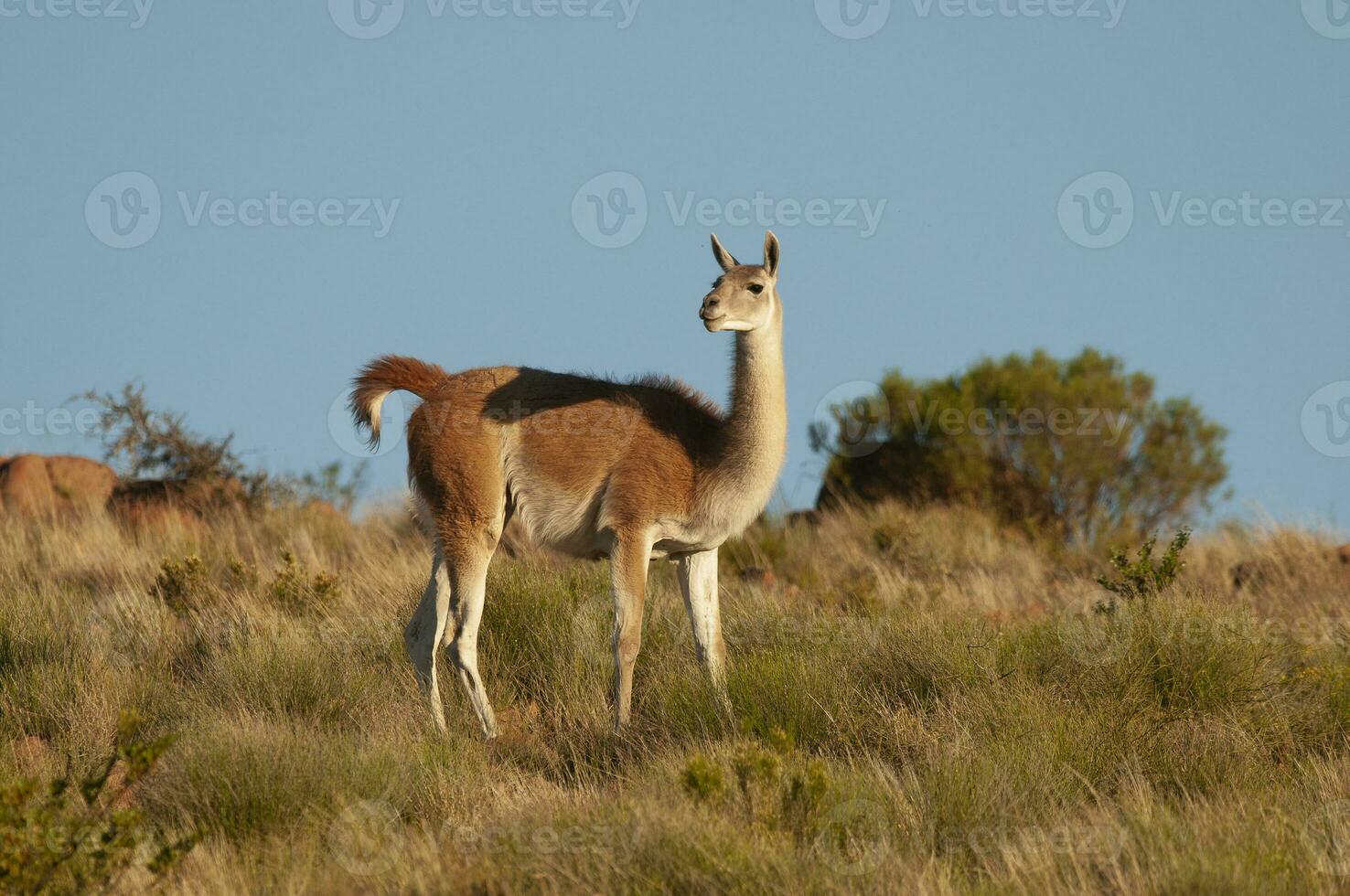 guanacos dans Lihue calel nationale parc, la pampa, patagonie, Argentine. photo