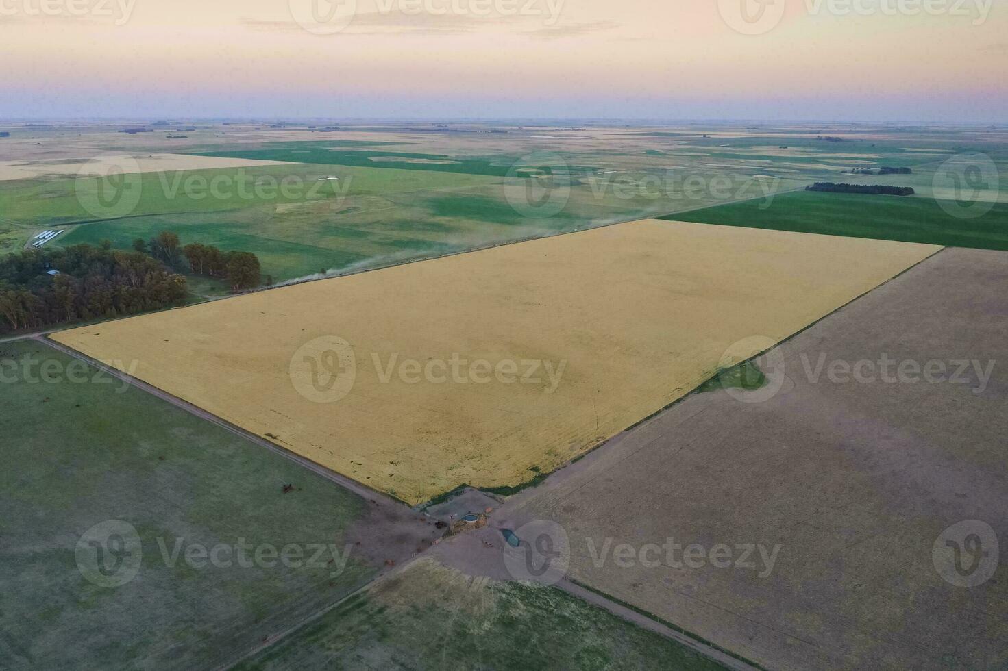 aérien vue de une blé champ, buenos aires province, Argentine. photo