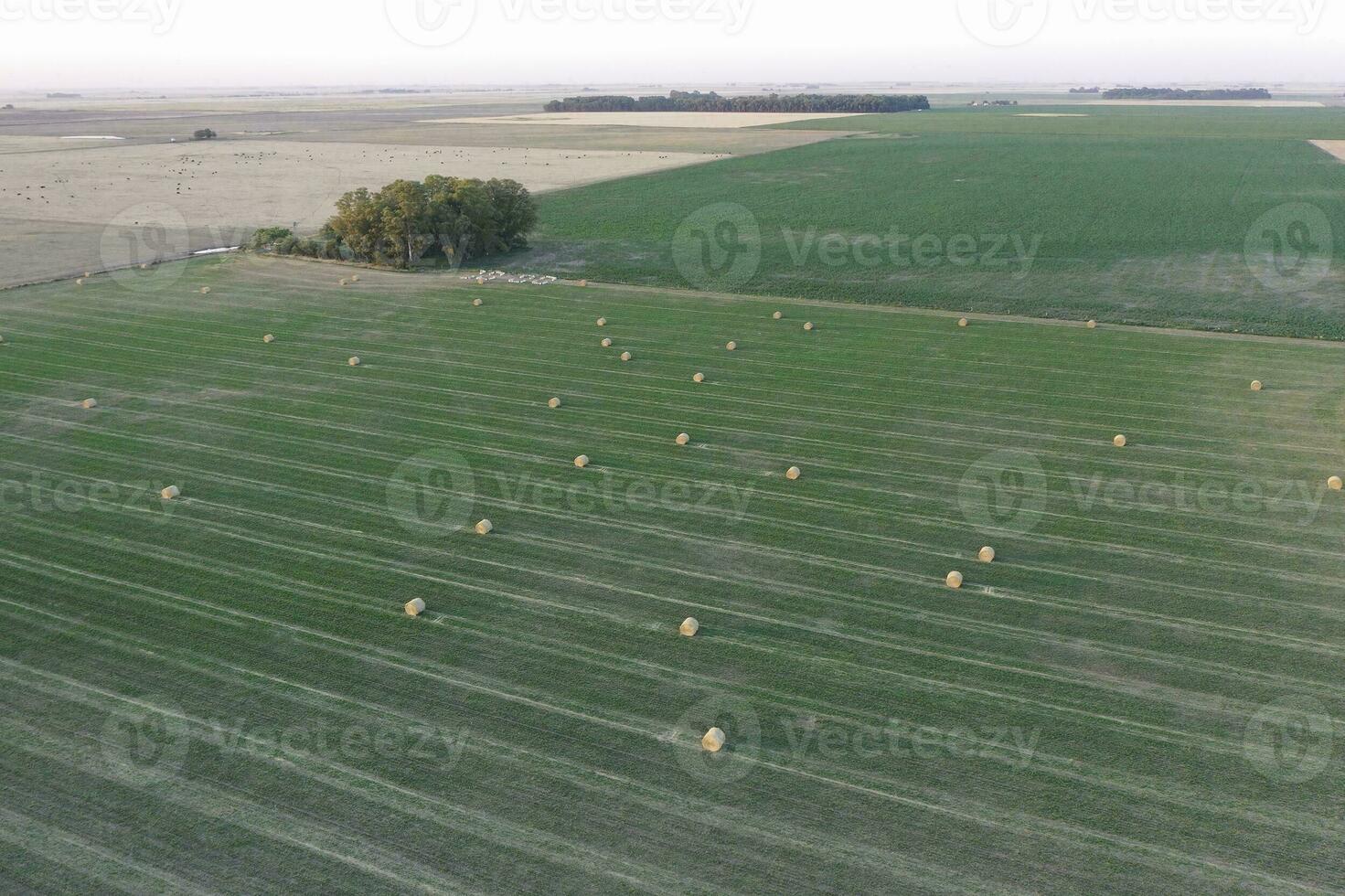 herbe balle dans le pampa campagne, buenos aires province, Argentine photo