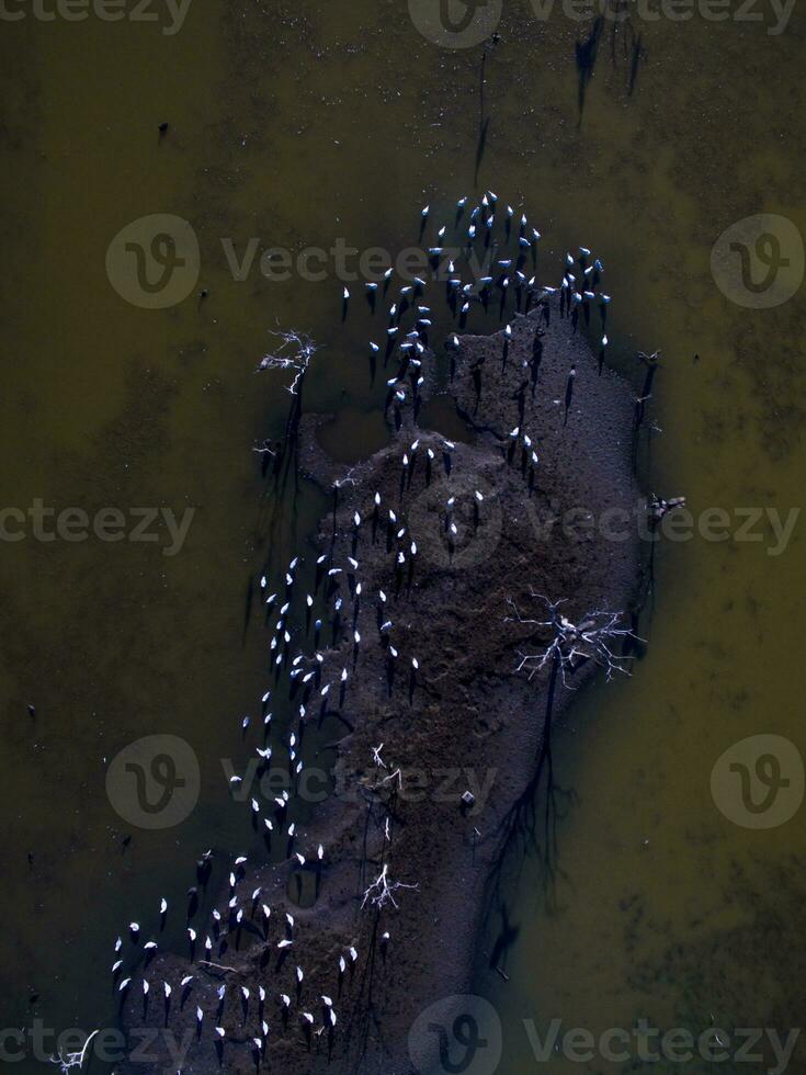 troupeau de des oiseaux , aérien vue photo