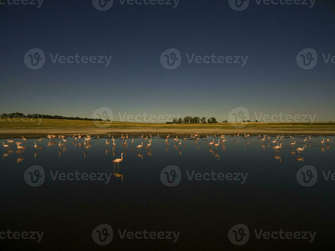 flamants roses dans patagonie , aérien vue photo