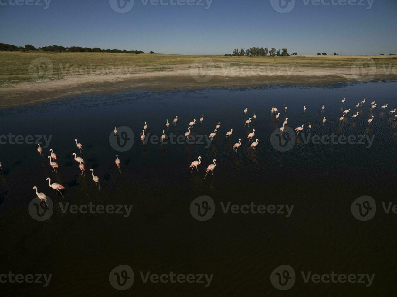 flamants roses dans patagonie , aérien vue photo