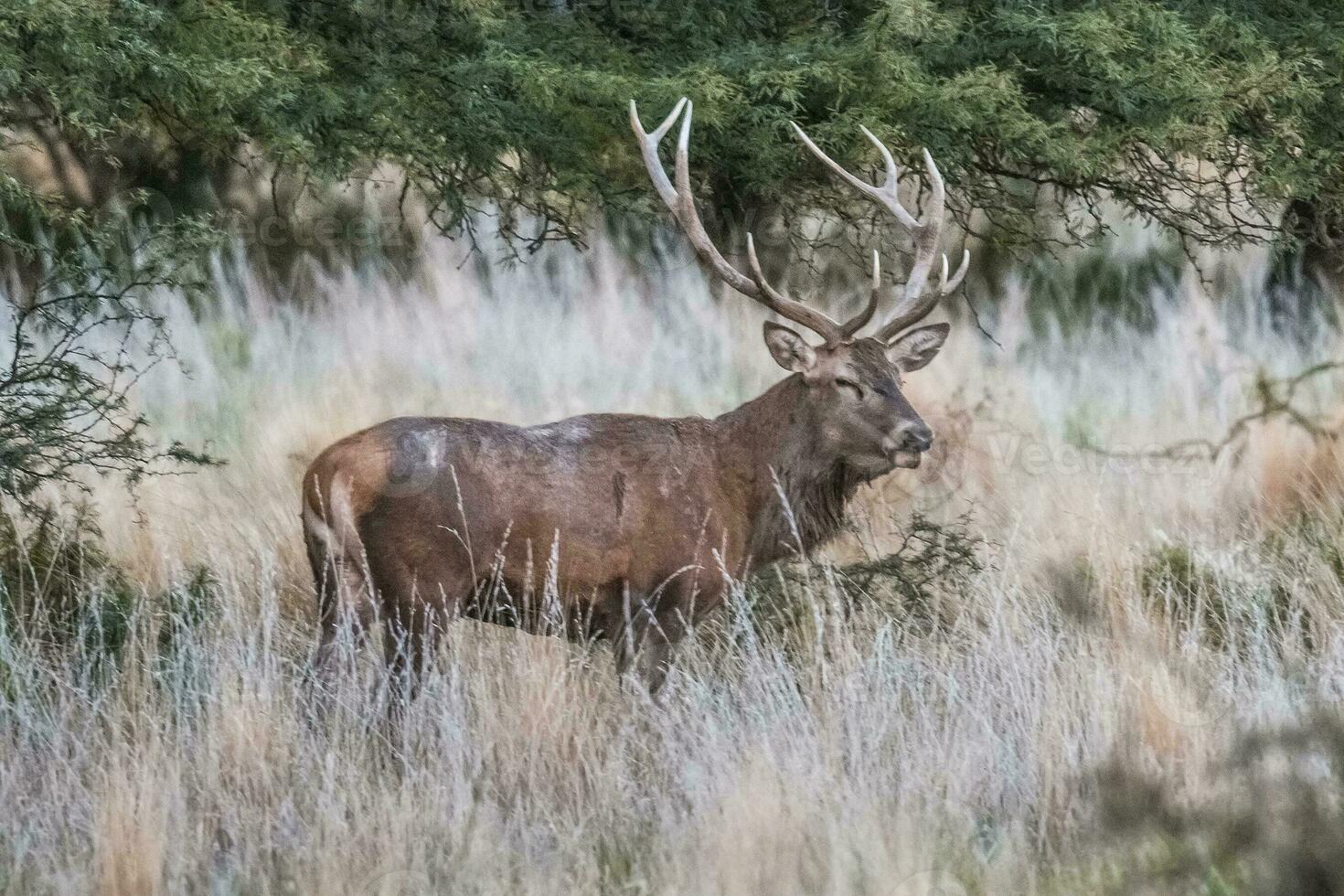 rouge cerf dans parque luro la nature réserve, la pampa, Argentine photo