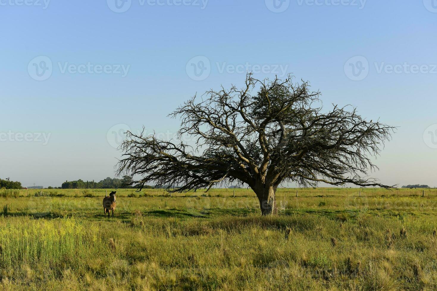 cheval et solitaire arbre dans pampa paysage photo