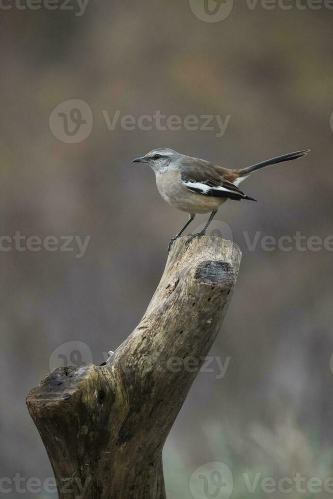 blanc bagué oiseau moqueur, patagonie, Argentine photo