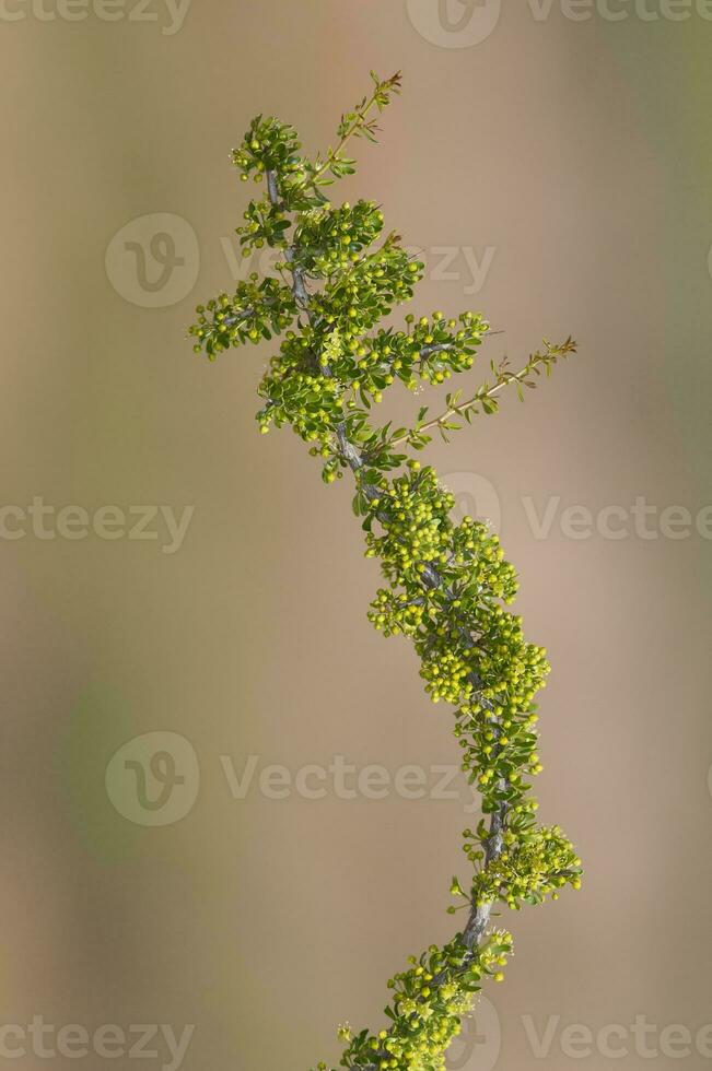 plante dans semi désertique environnement, calden forêt, la la pampa Argentine photo