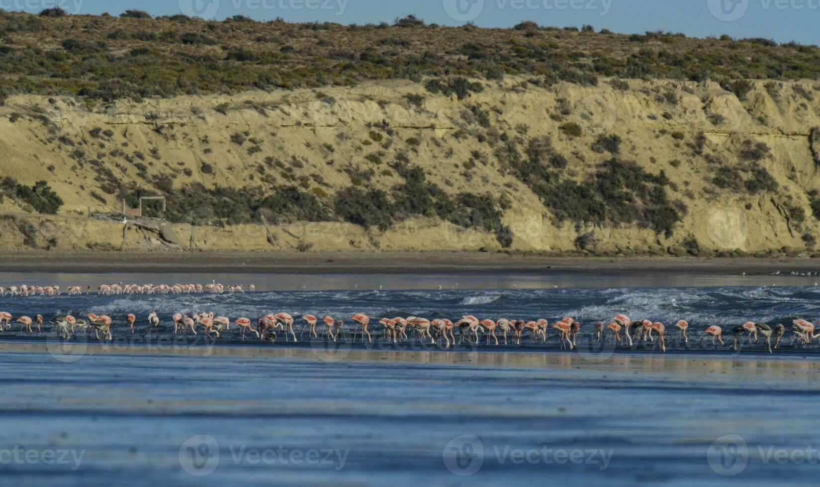 flamants roses alimentation sur une plage, péninsule valdés, patagonie, Argentine photo