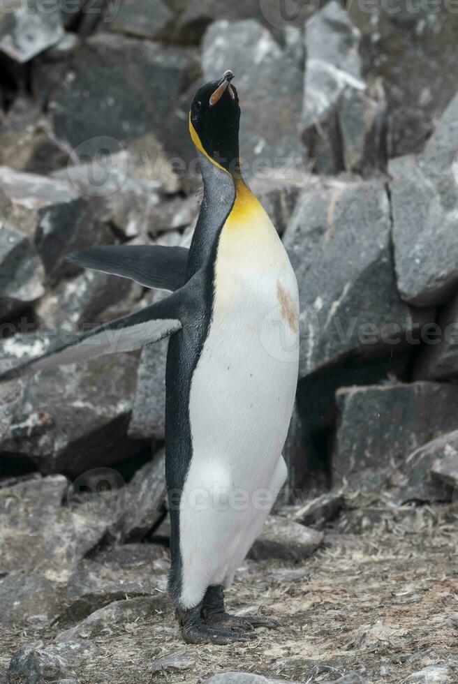empereur pingouin,apténodytes forsteri, dans Port lockroy, plus goudier île, Antarctique. photo