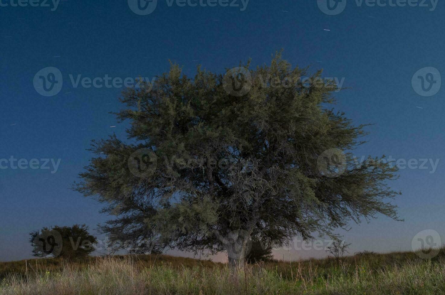 pampa herbe paysage, la la pampa province, patagonie, Argentine. photo