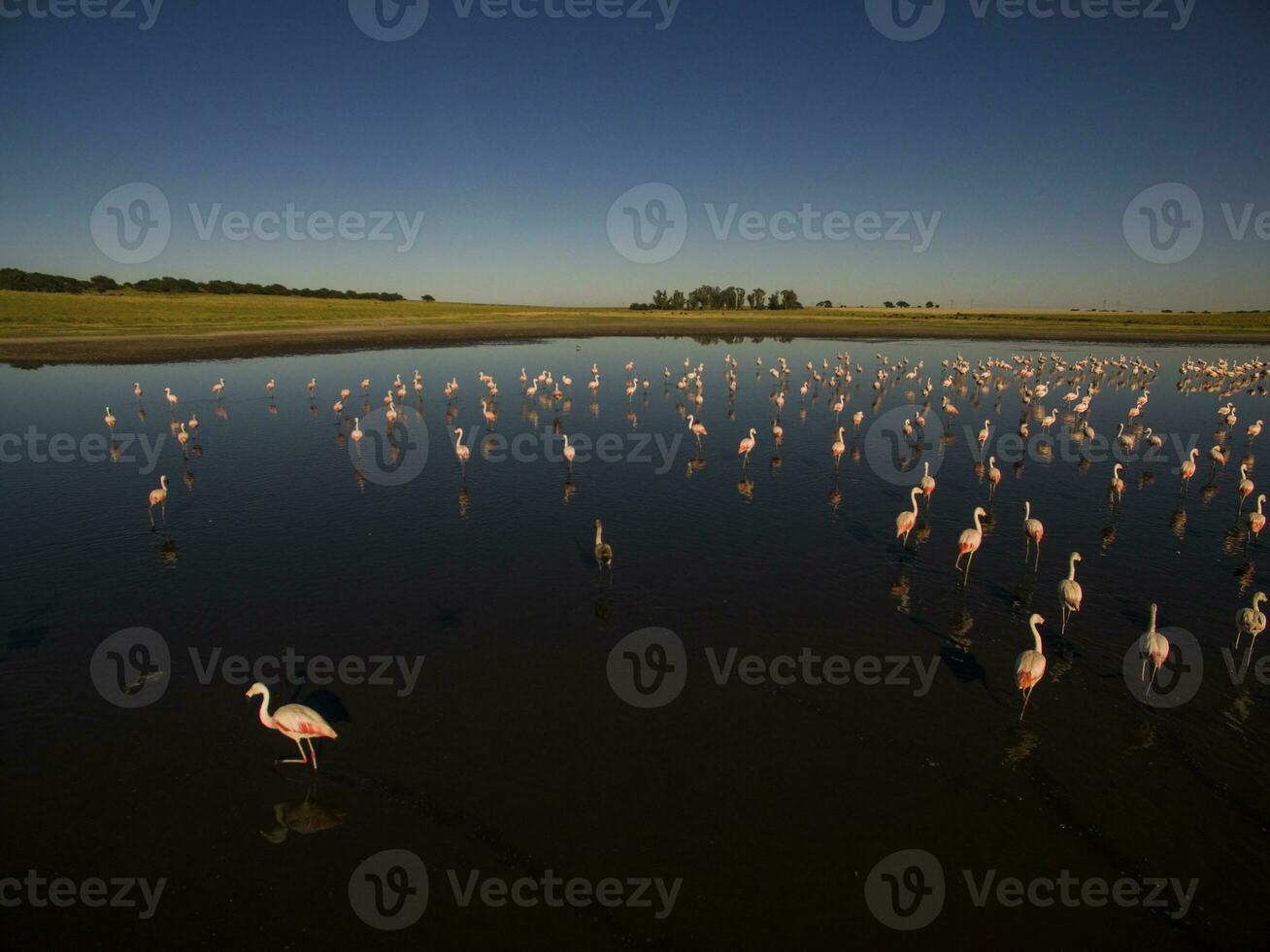 flamants roses dans patagonie , aérien vue photo