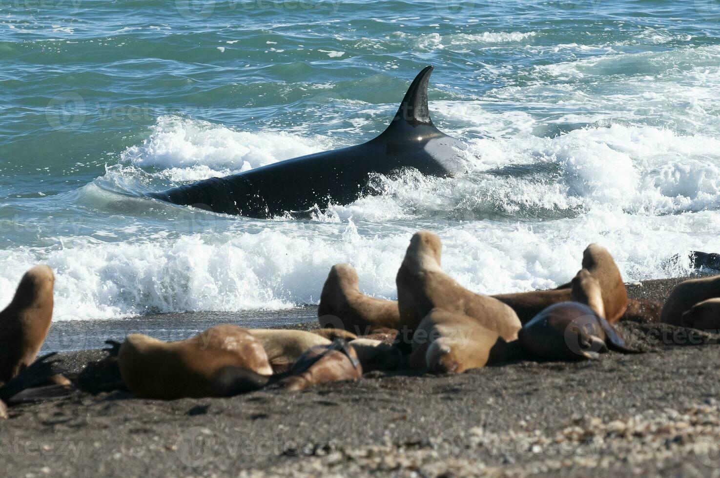 tueur baleine chasse mer les Lions sur le paragonien côte, patagonie, Argentine photo