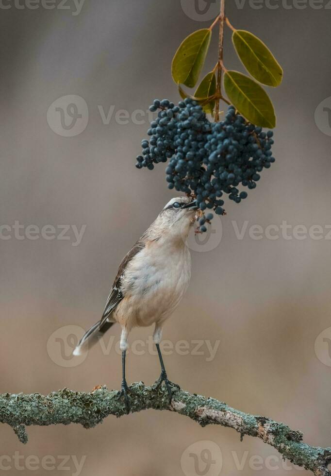 blanc bagué oiseau moqueur, patagonie, Argentine photo