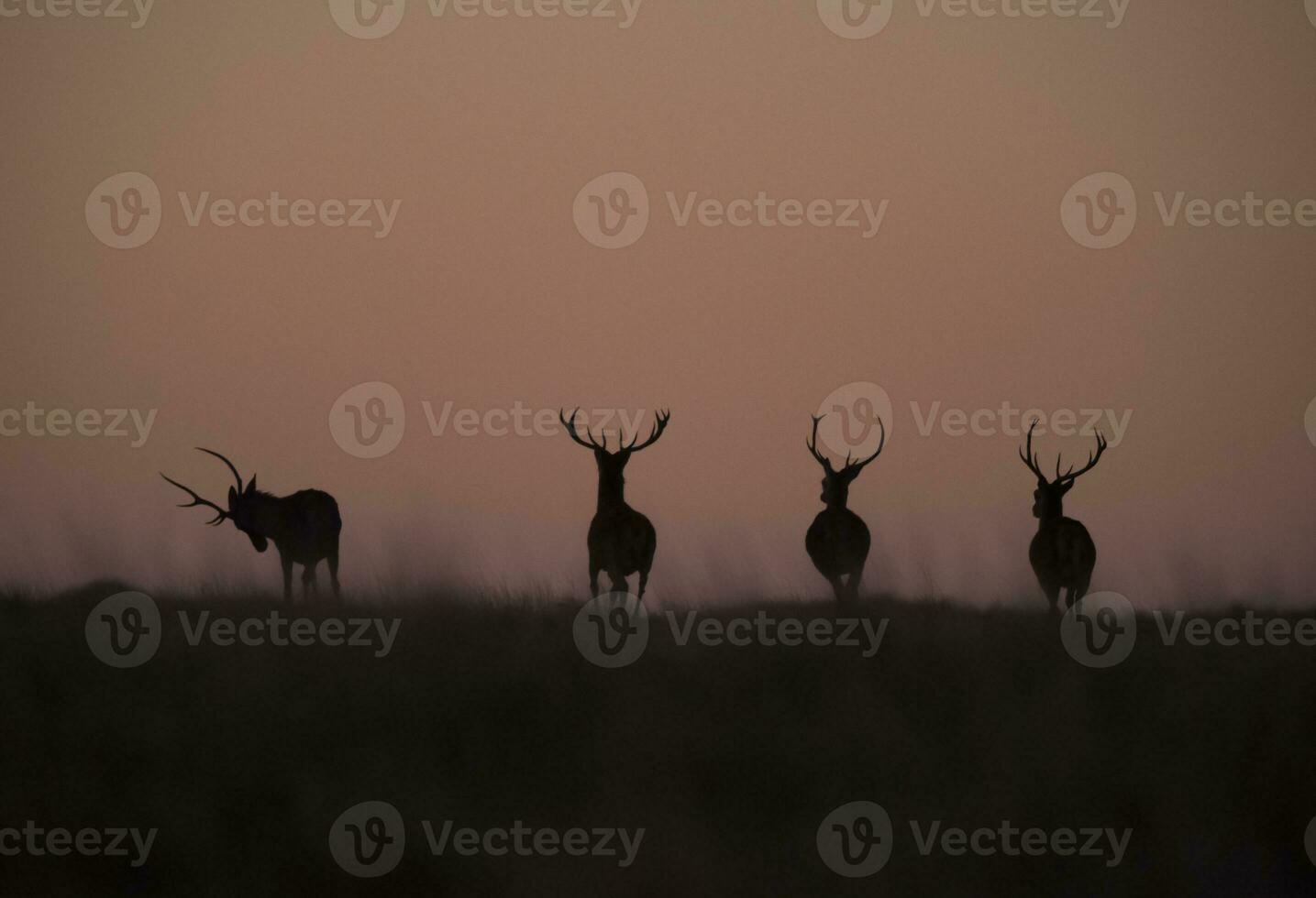 rouge cerf dans calden forêt environnement, la pampa, Argentine, parque luro, la nature réserve photo