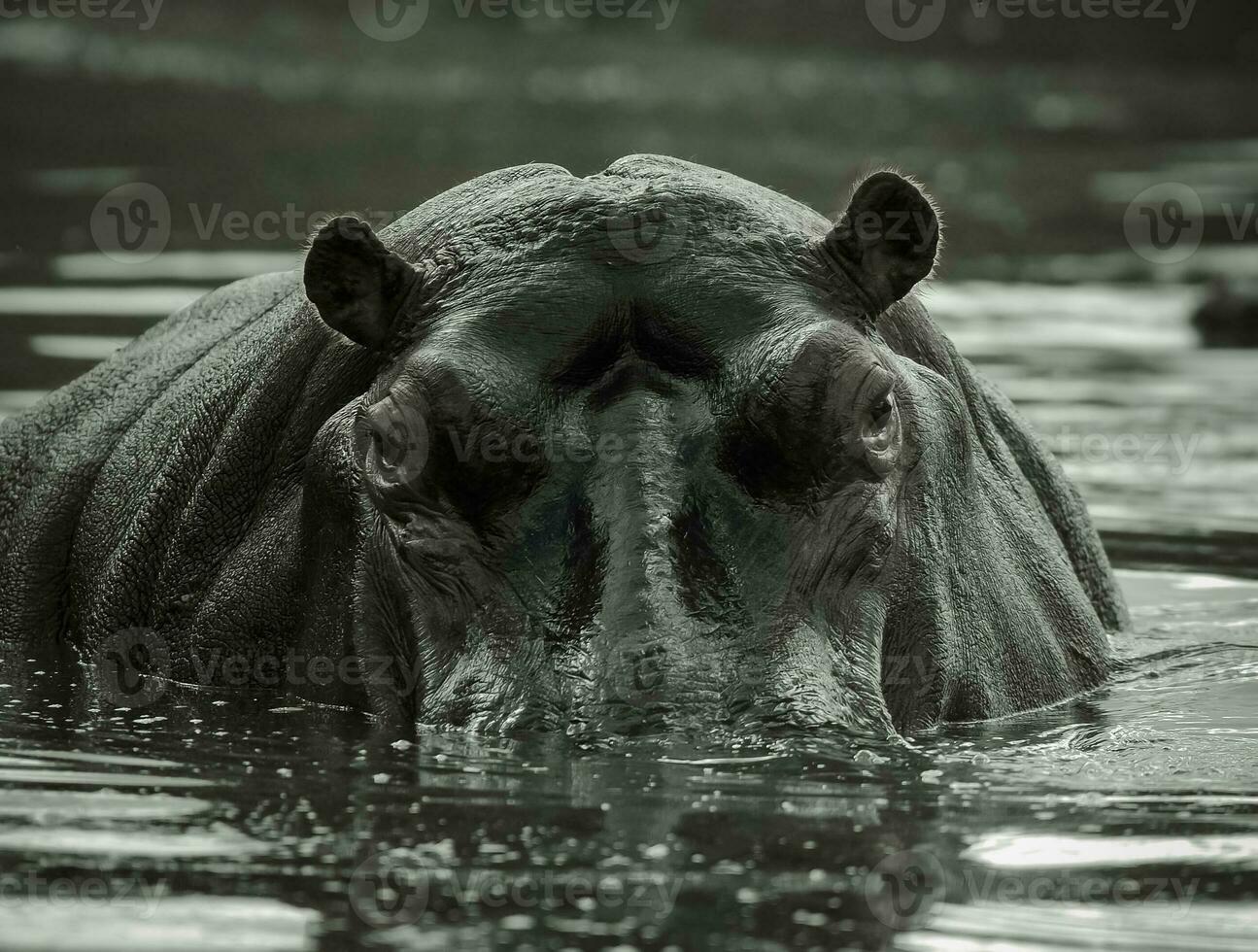 africain hippopotame, Sud Afrique, dans forêt environnement photo