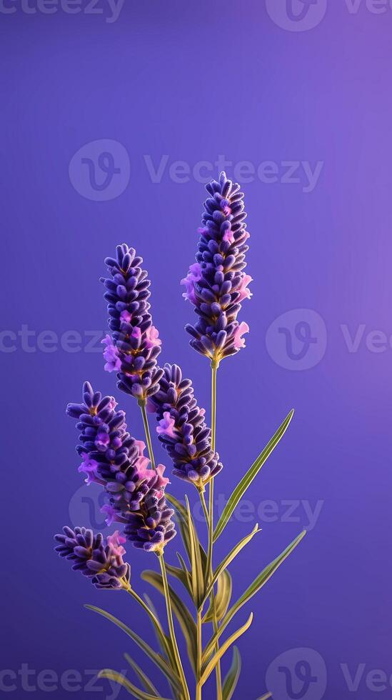 lavande violet fleur flou Contexte. ai généré photo