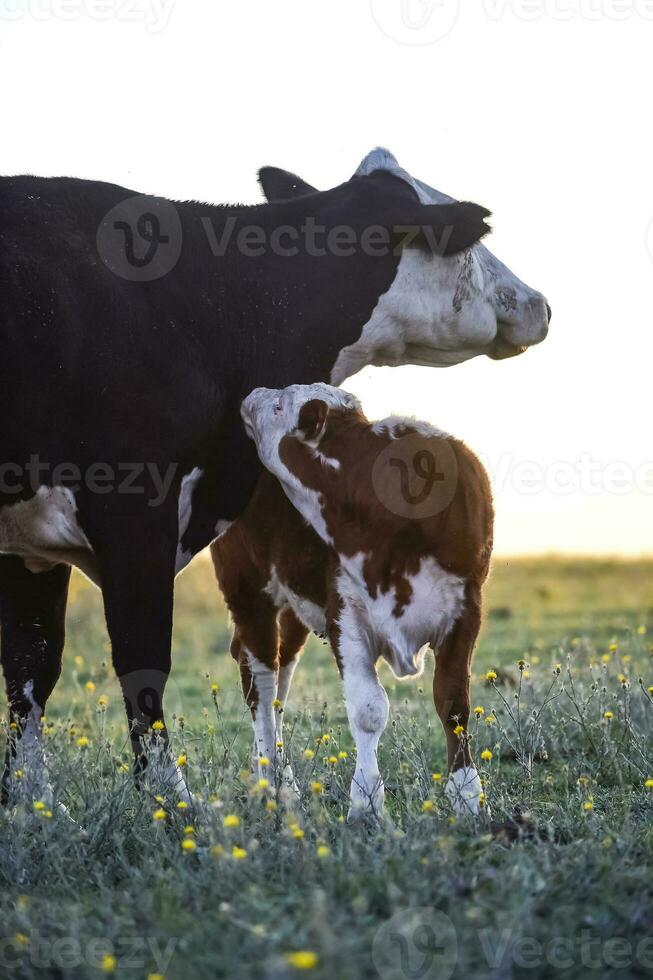 bétail et veau , argentin campagne, la la pampa province, Argentine. photo