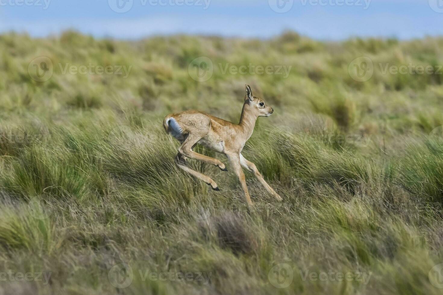 daim noir antilope dans pampa plaine environnement, la la pampa province, Argentine photo