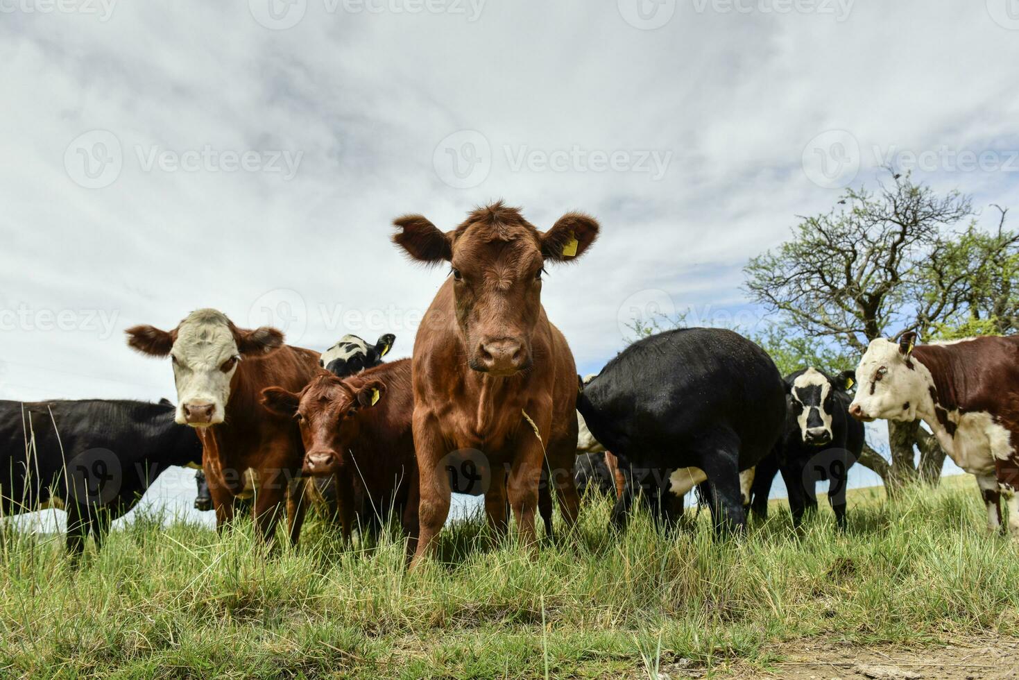 bouvillons nourris sur pâturage, la pampa, Argentine photo