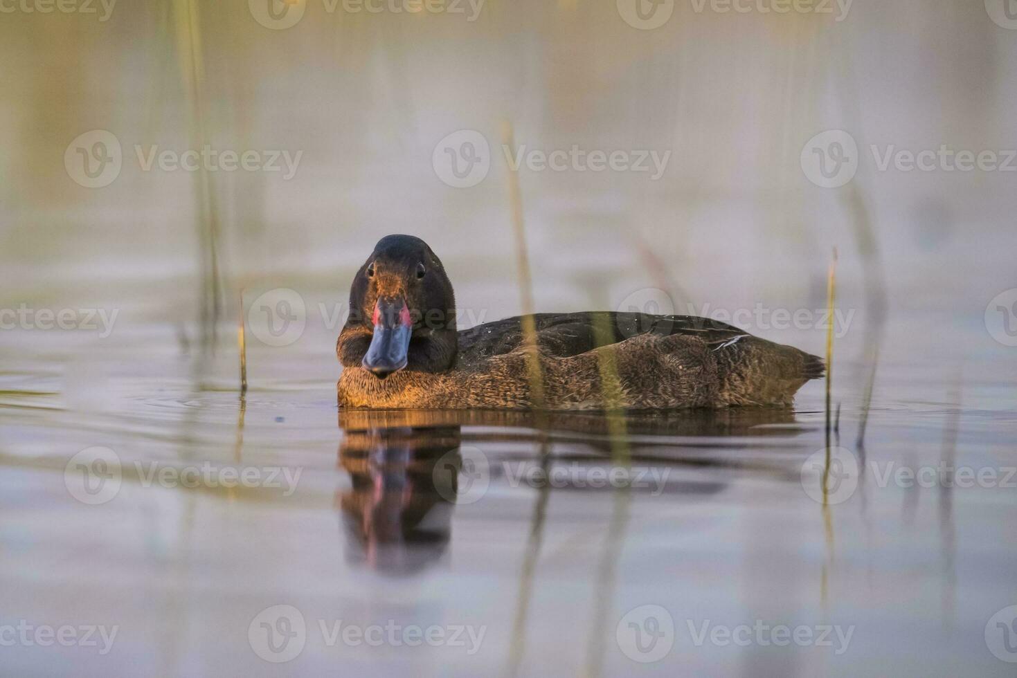 noir à tête canard,la la pampa province, patagonie, Argentine photo