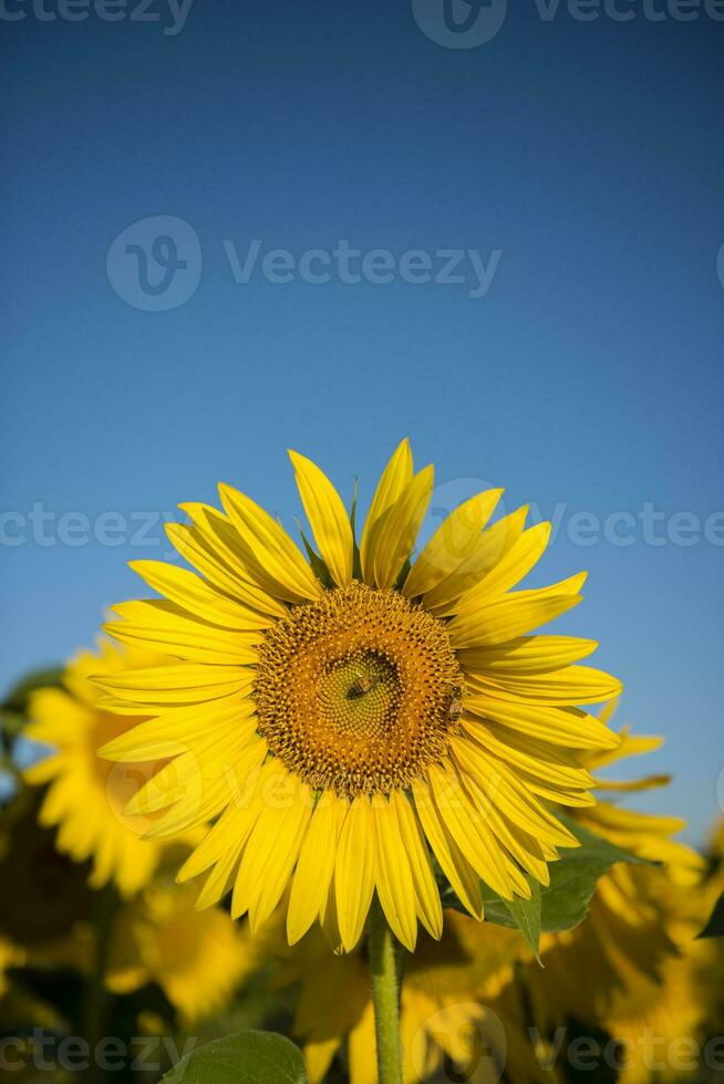 pampa tournesol paysage , la la pampa province, patagonie Argentine photo