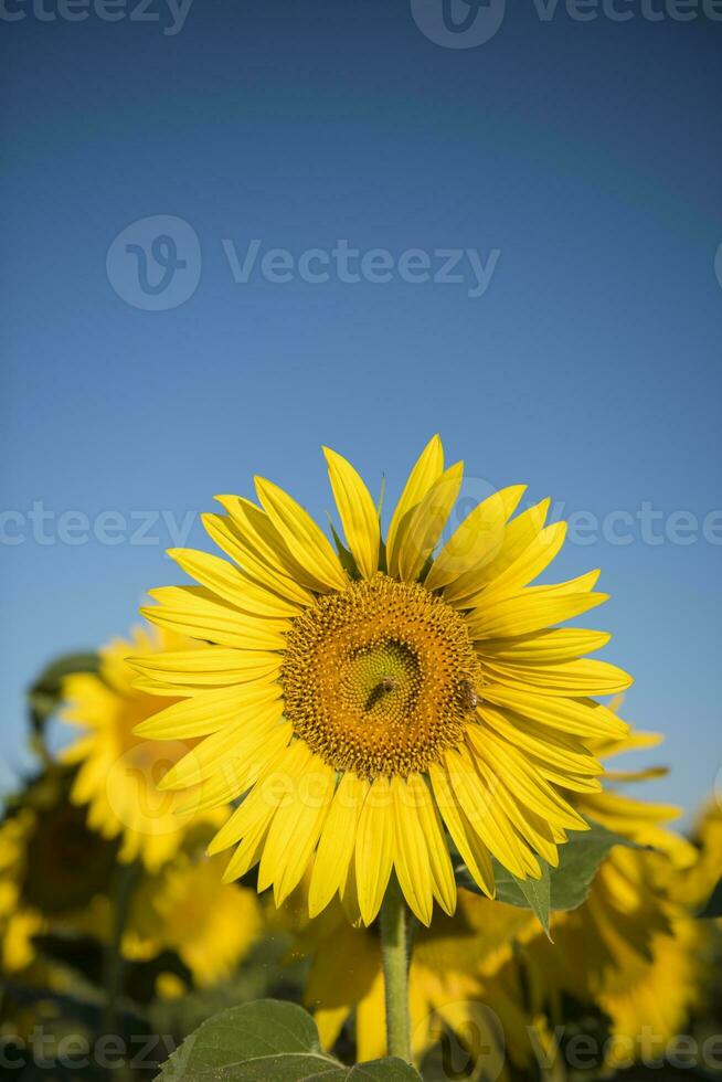 pampa tournesol paysage , la la pampa province, patagonie Argentine photo